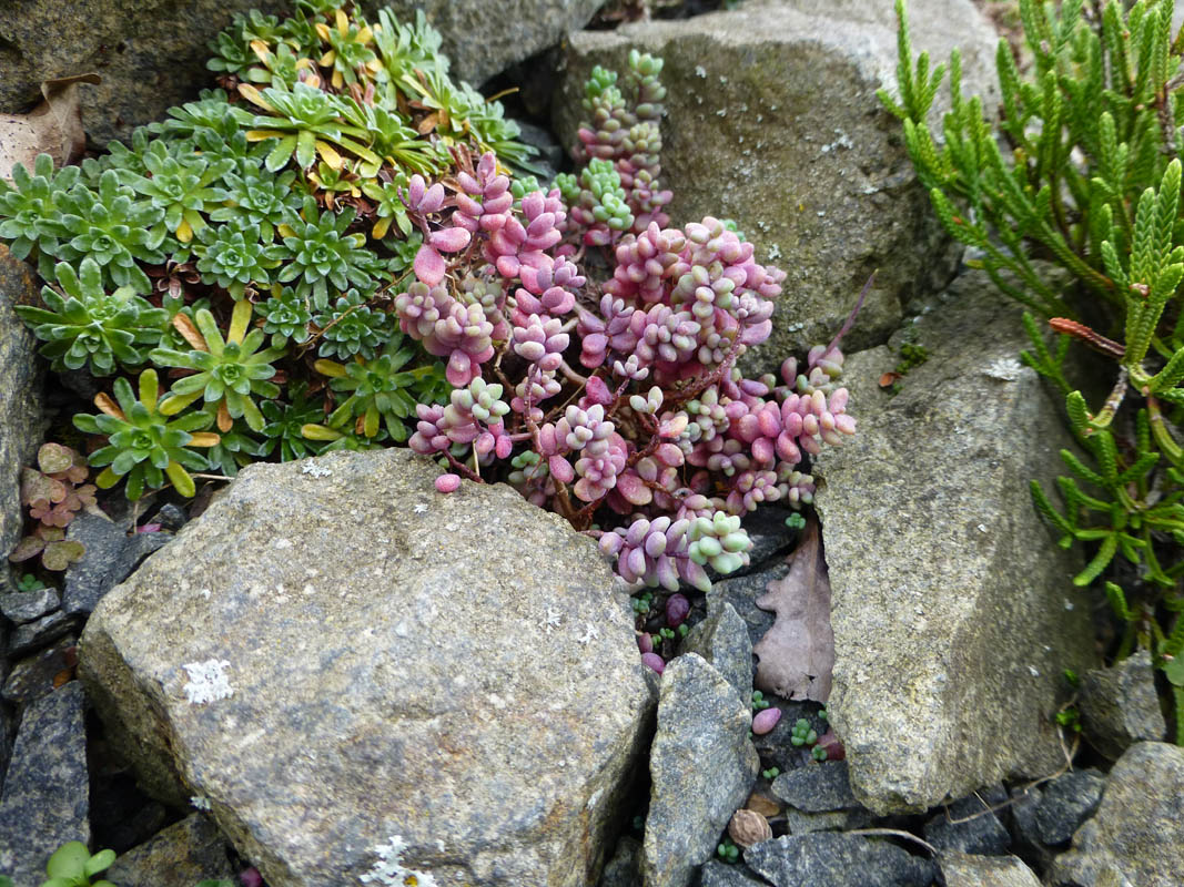 Sedum dasyphyllum